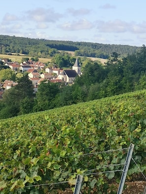 A vineyard with rows of grapevines and a church with a tall steeple in the background.