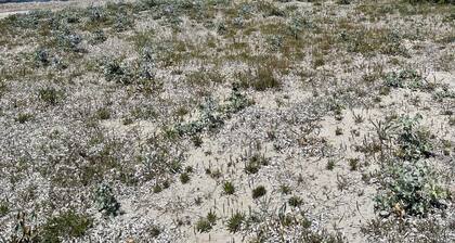 Pet friendly,close to wild beaches