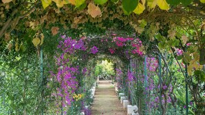 Un sendero en un jardín con una pérgola cubierta de flores moradas y follaje verde.