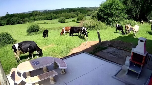 A rural outdoor setting with a patio area featuring a table and chairs, a barbecue grill, and a view of grazing cows in the background. - AS NEVEIRAS, TYPICAL GALICIAN RURAL HOUSE (Fixó)