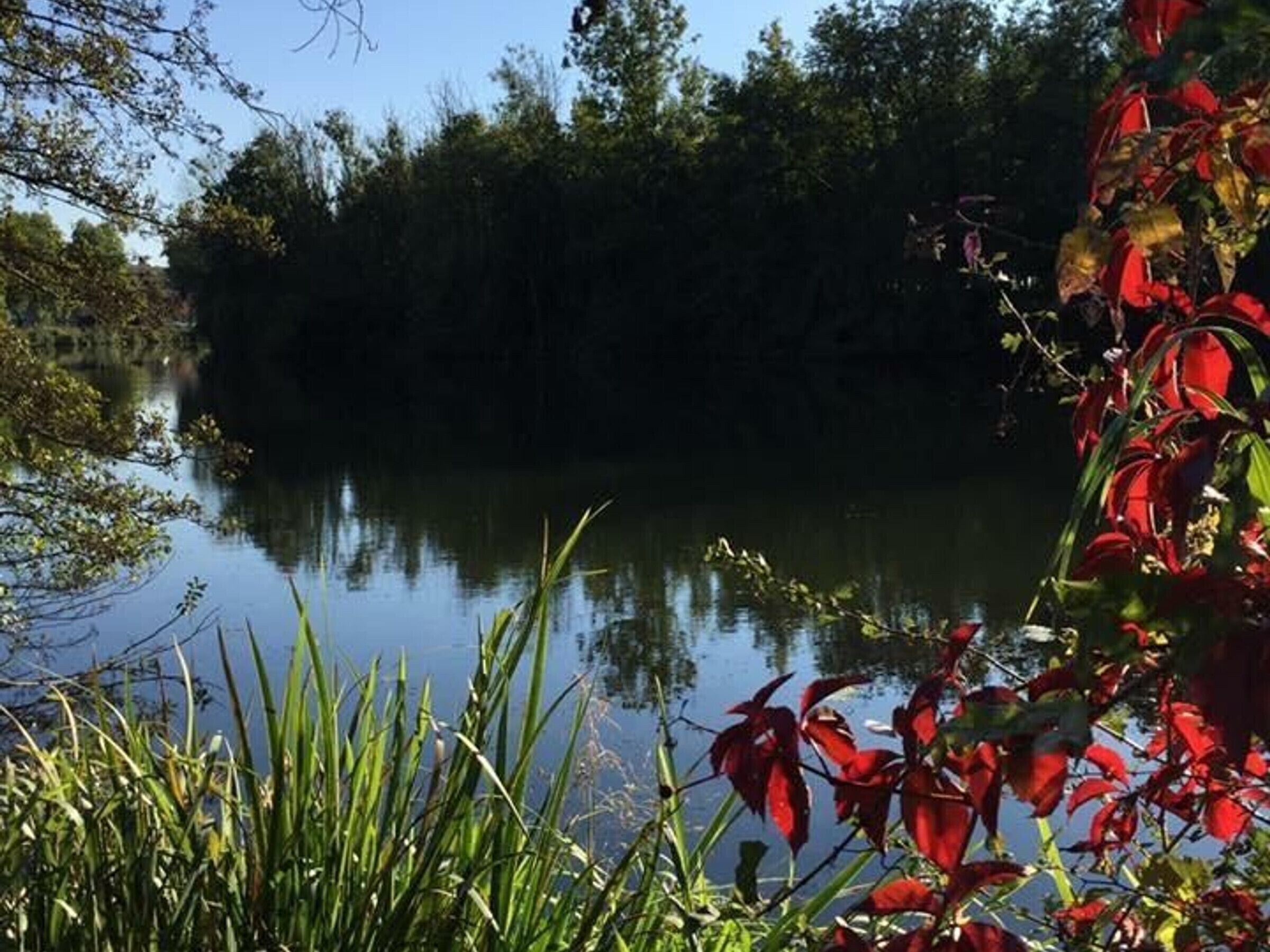 Una vista tranquila de un lago, con un bosque denso al fondo y abundante vegetación en primer plano.