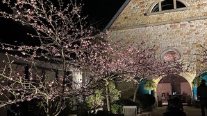 A stone building with a courtyard, benches, and a tree with pink blossoms.