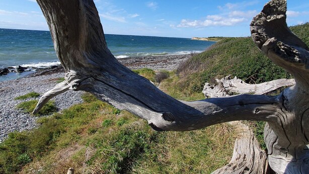 Un paisaje costero con un tronco de árbol erosionado en primer plano, una playa rocosa y el océano al fondo.