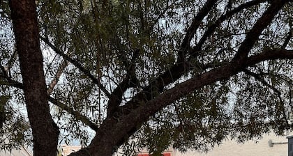 Historic Dillinger Studio. Walking to university and downtown, Pet friendly.