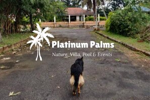 Un sentiero conduce a una villa con piscina e palme.