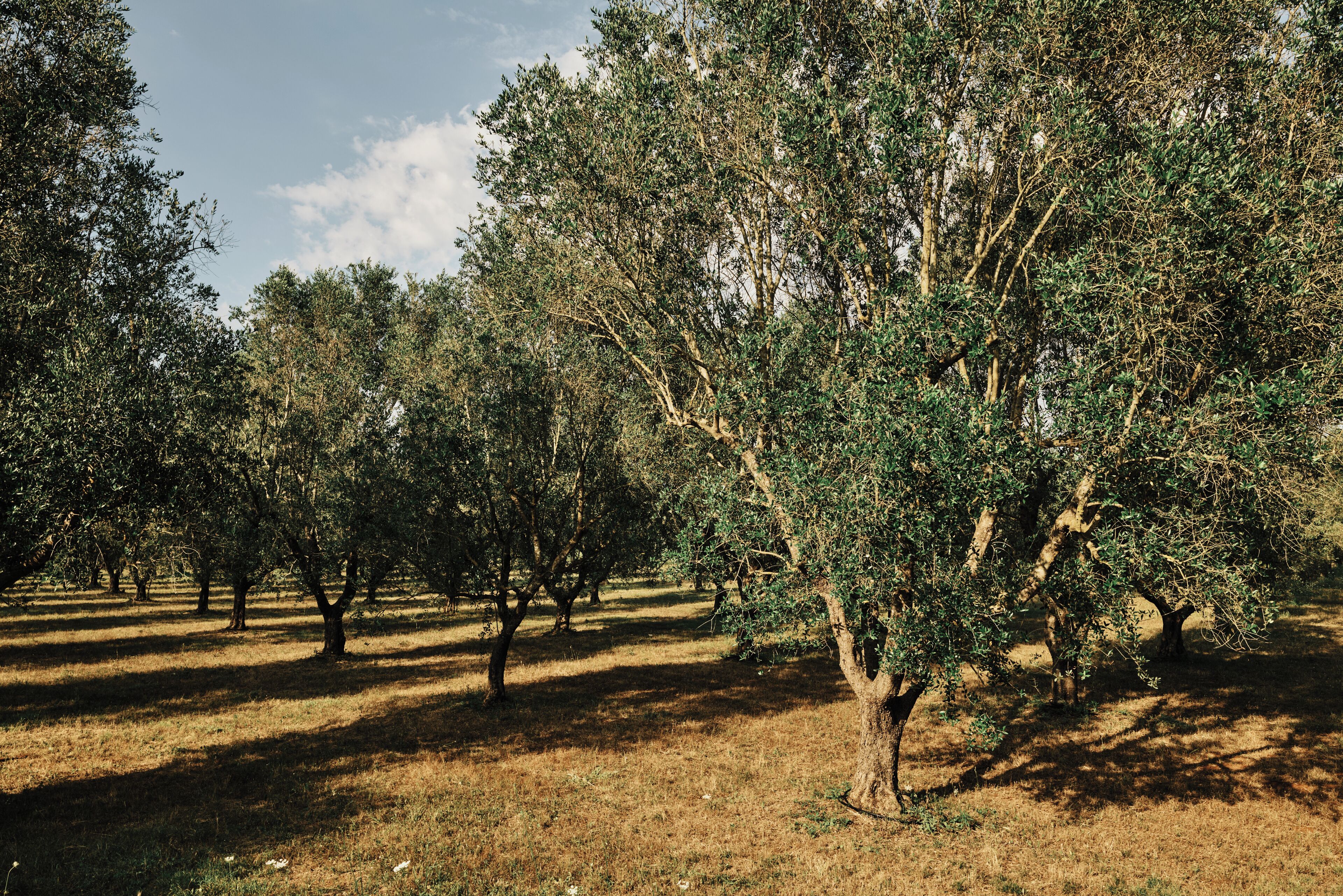Ein Obstgarten mit Baumreihen und blauem Himmel.