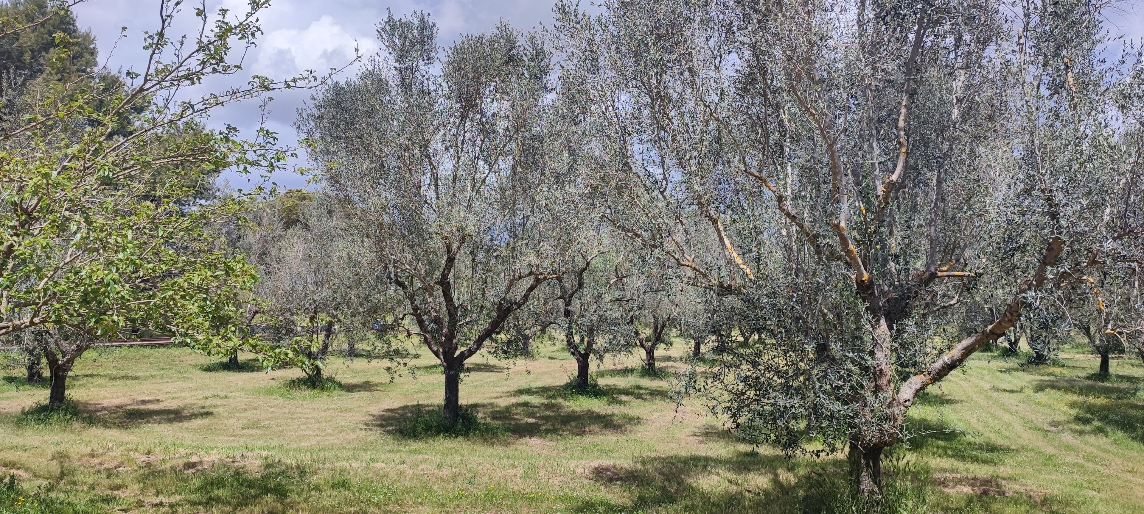 Ein Obstgarten mit Baumreihen, vermutlich Olivenbäumen, und einem Rasenfeld.