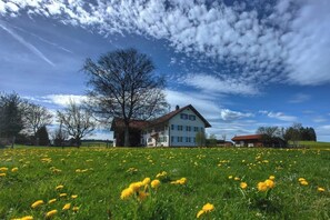 A house with a large tree in front, surrounded by a field of yellow flowers.