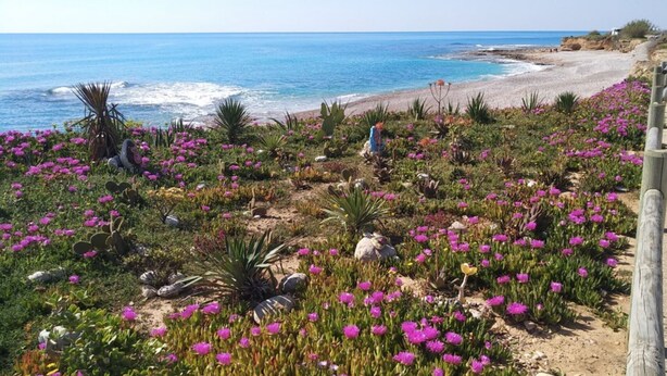 A coastal garden with a variety of plants and flowers, a paved walkway, and the ocean in the background. - Lovely Holiday Place with pool, A/C, TV, WIFI - Playa Sol Vinaros (VC)