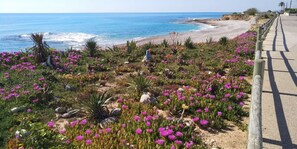 A coastal garden with a variety of plants and flowers, a paved walkway, and the ocean in the background. - Lovely Holiday Place with pool, A/C, TV, WIFI - Playa Sol Vinaros (VC)