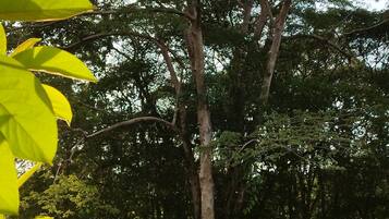 Land view from property