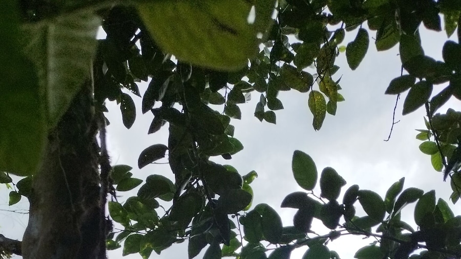 Boca Tapada Rainforest