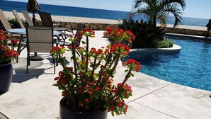 Un área junto a la piscina con sillones de descanso, una planta grande en maceta con flores rojas y vistas al océano.