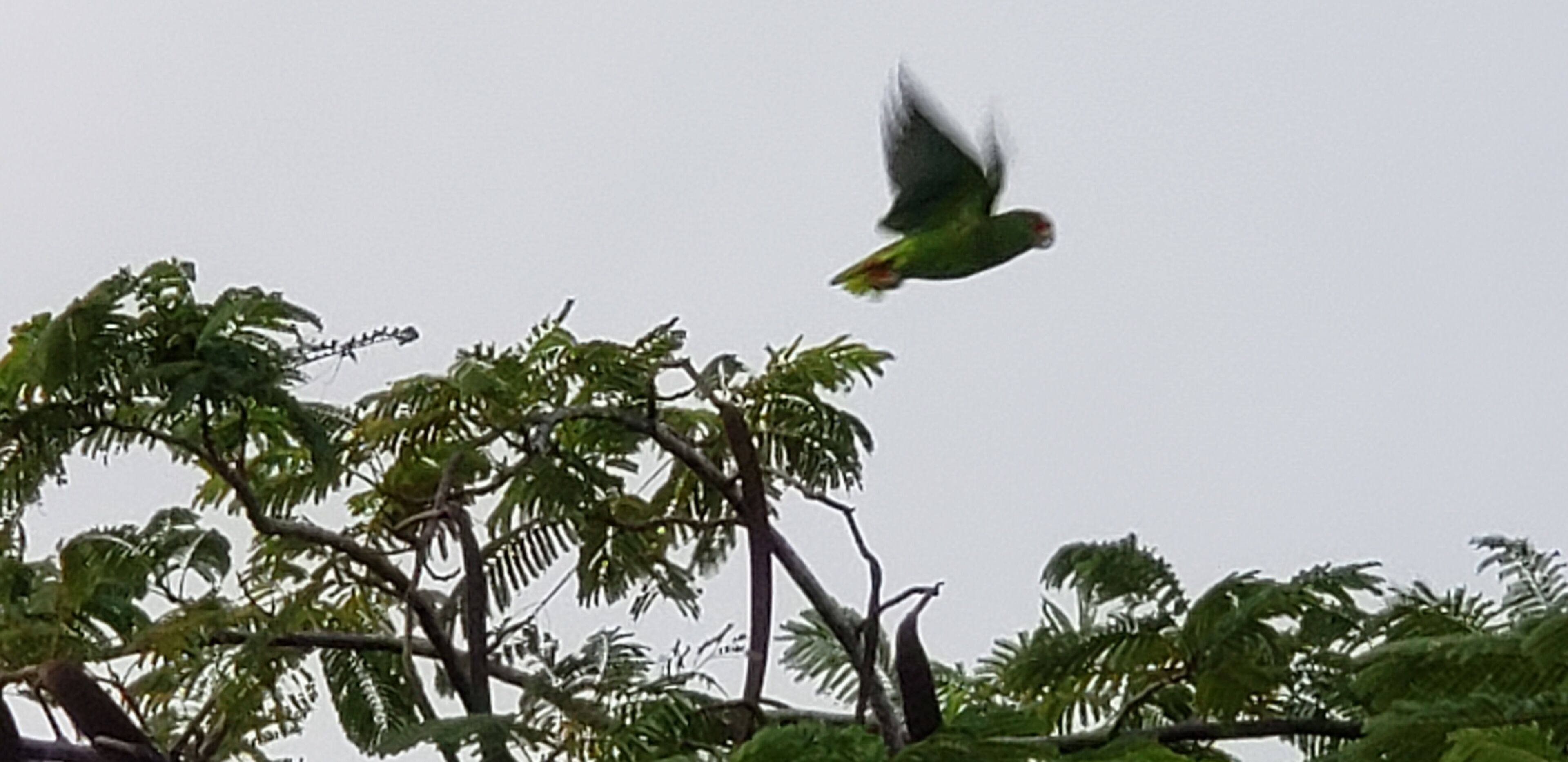 A bird in flight above a tree with dense foliage.