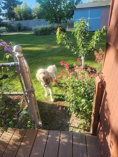 Cozy Brand New Studio  in charming Mount Vernon, Perfect for You and Your Pup
