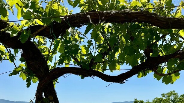 A vineyard with rows of grapevines and a tree in the foreground. - Villa La Gioconda - Con Piscina Esclusiva (Arezzo)