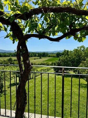 Viñedo con hileras de vides y un árbol en primer plano.