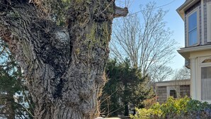 A large tree with a mailbox attached to its trunk. - Charming studio in delightful Provincetown with WiFi, AC (Provincetown)