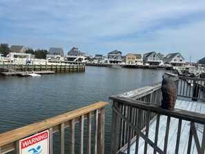 Property grounds - Charming 2-bedroom house with WiFi, AC in nice Little Egg Harbor Township. (Little Egg Harbor Township)