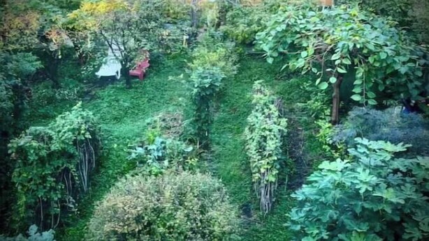 A lush garden with various plants and a small shed.
