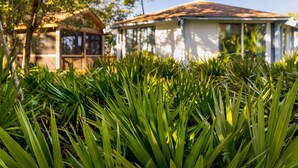 A house with a covered porch and a large window, surrounded by lush green plants. - Marsh View Treehouse Retreat on Fripp Island (Fripp Island)