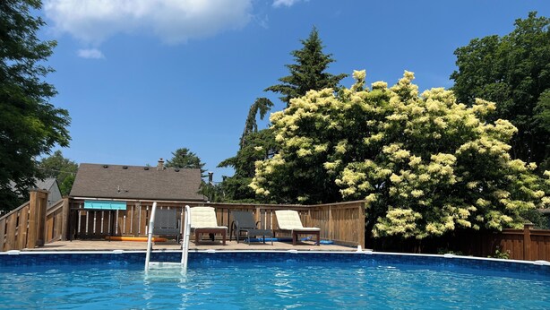 A backyard with a swimming pool, wooden deck, and a large flowering tree.