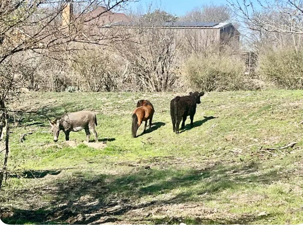 Een grasveld met drie koeien die aan het grazen zijn.