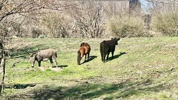 Een grasveld met drie koeien die aan het grazen zijn.