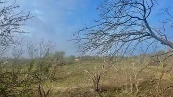 Un paisaje natural con árboles y arbustos.