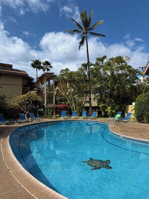 A swimming pool with a turtle, surrounded by palm trees and lounge chairs.