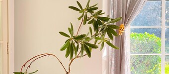 Secluded 5rooms Farmhouse – Spacious Garden, BBQ & Pet-Friendly,Edge Hamilton