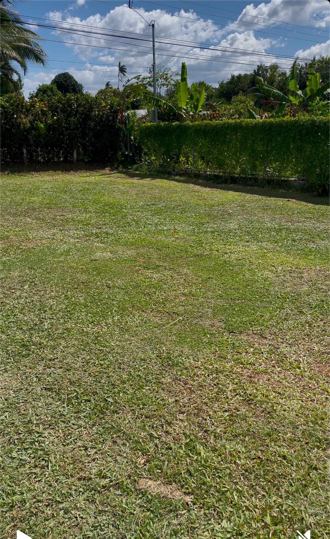 A grassy field with a hedge and trees in the background.