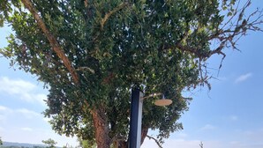 A wooden deck with a white sink and a showerhead, surrounded by trees and a view of the countryside. - Lotus Glamping Tent (São Luís)