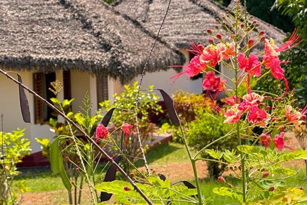A traditional thatched-roof house with a garden in the foreground.