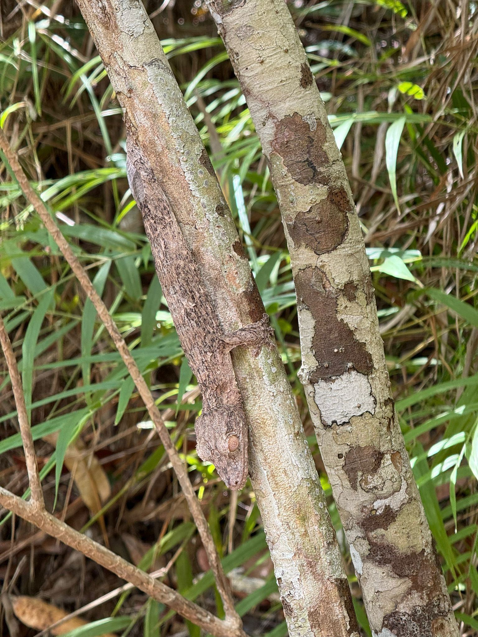 A close-up of tree trunks with peeling bark, surrounded by green foliage.