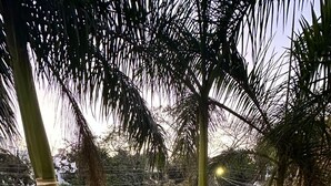 A view from a balcony overlooking a street with parked cars and palm trees. - VR RESIDENCY (Gurugram)