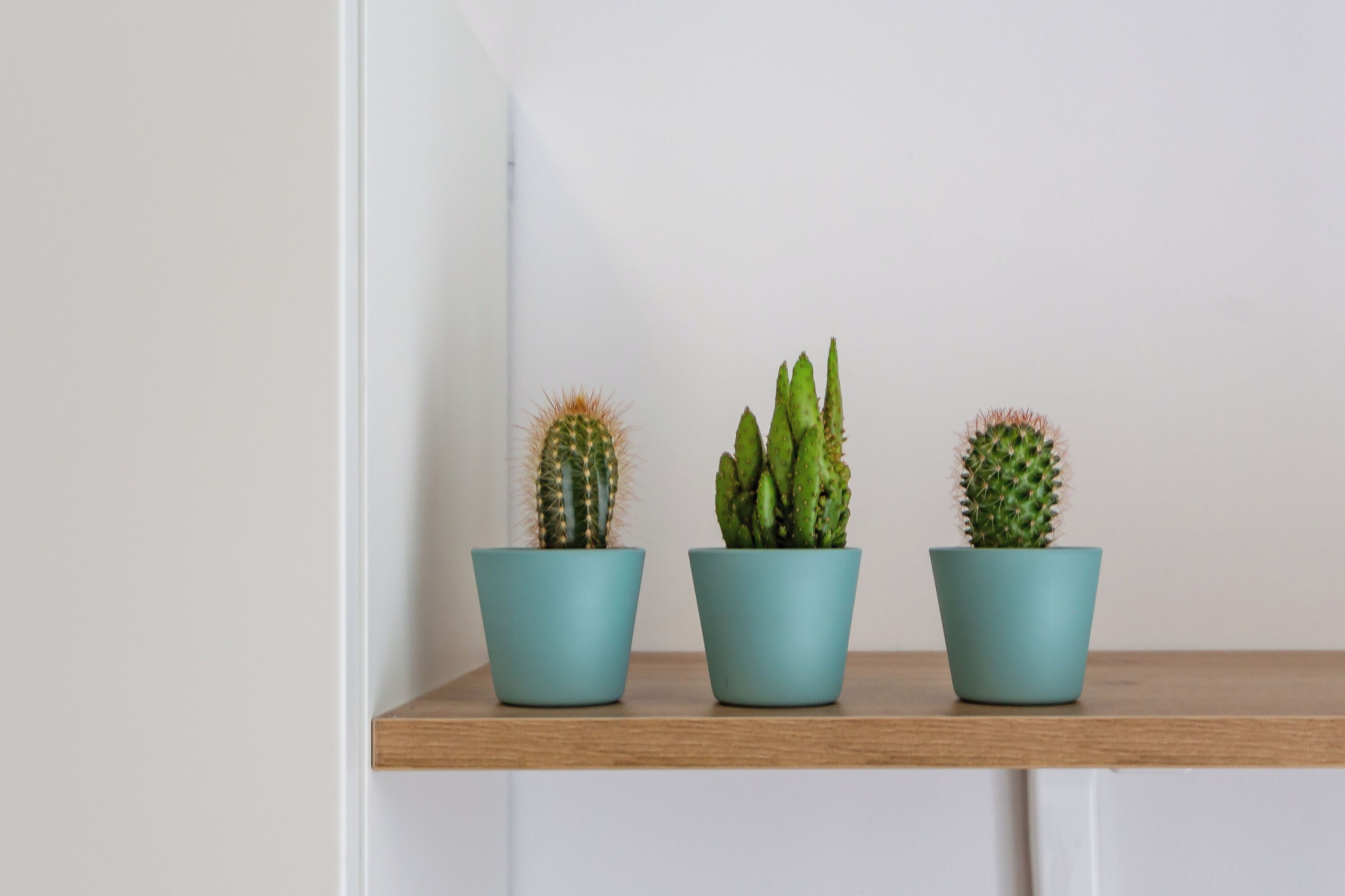 Trois cactus en pot, placés sur une étagère en bois, devant un mur blanc.