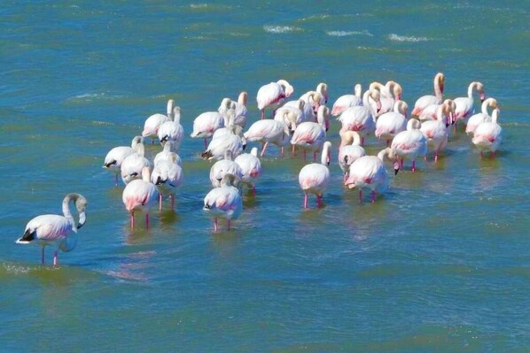 A group of flamingos standing in shallow water.