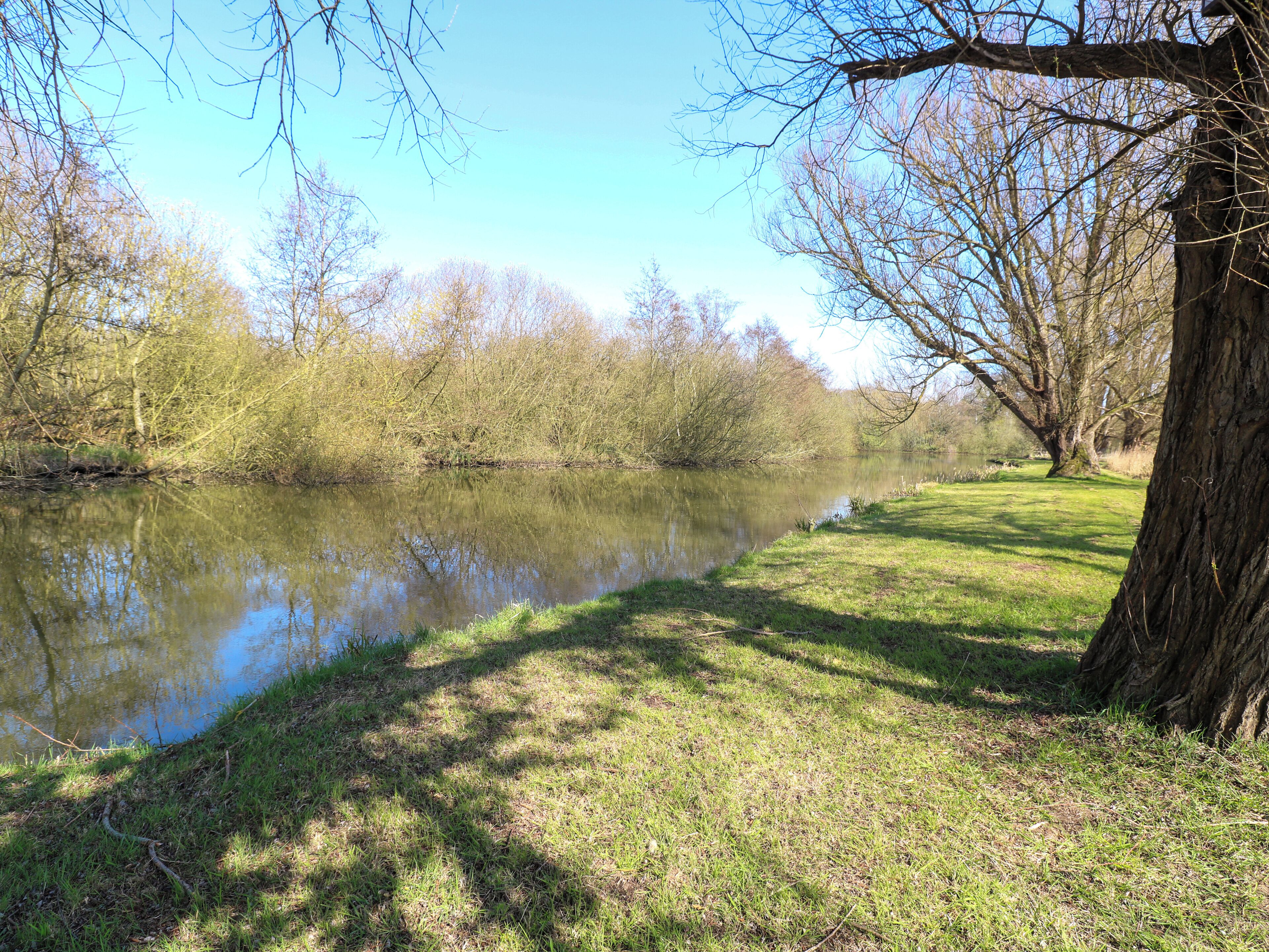A calm river with trees on the banks, a grassy area, and a large tree trunk on the right.