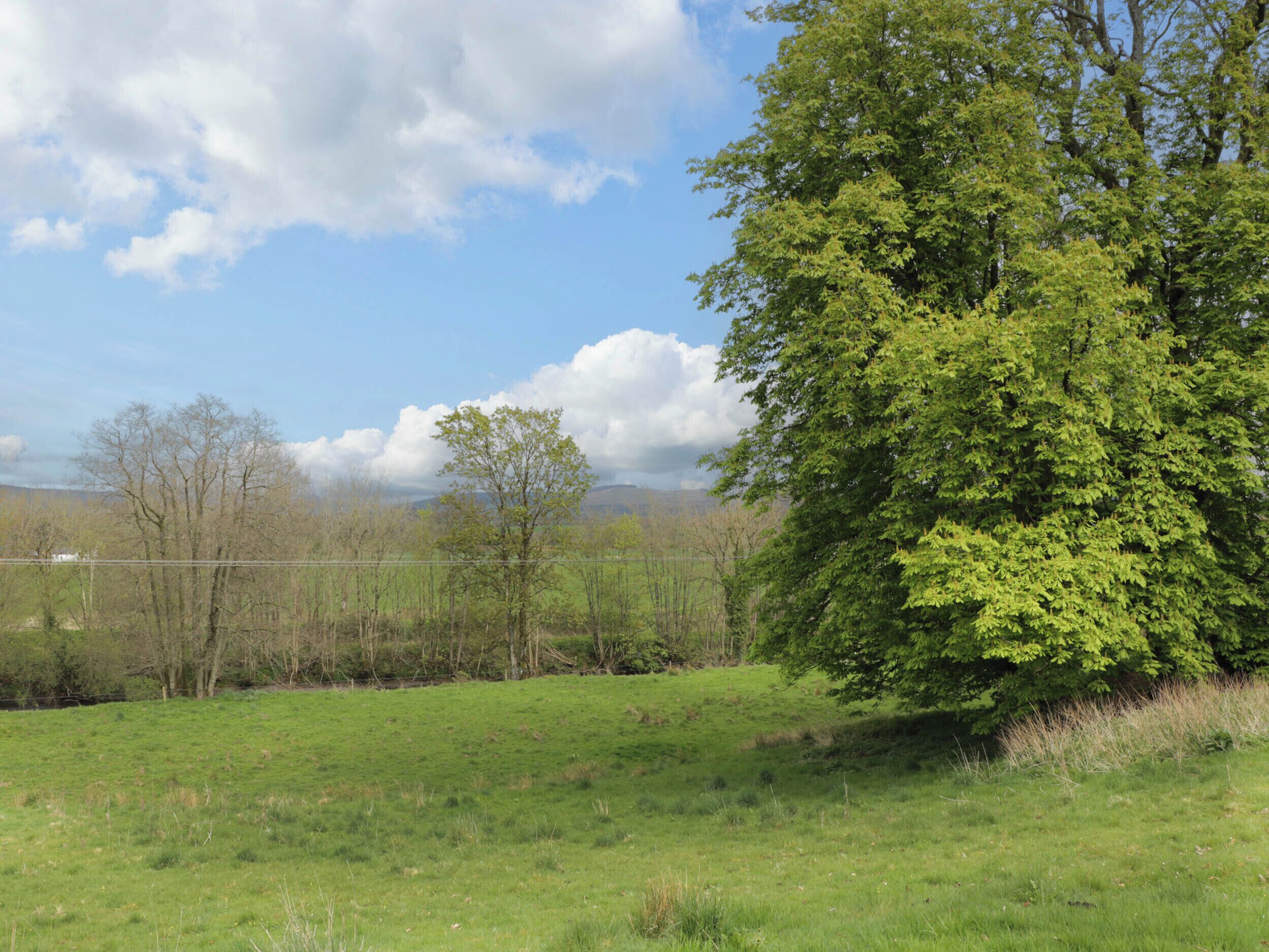 A grassy field with a large tree and a fence in the foreground.