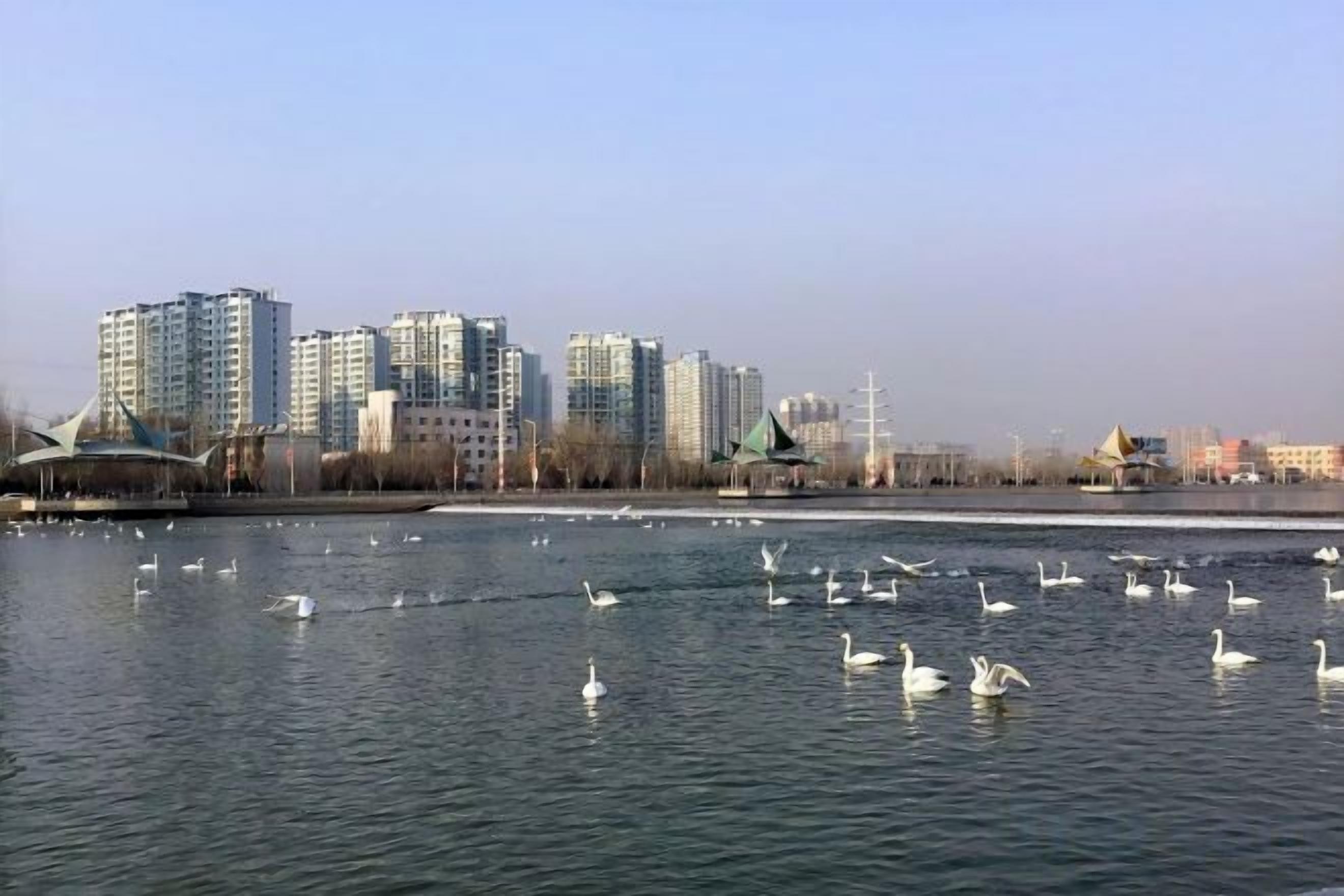 A body of water with swans, a bridge, and high-rise buildings in the background.