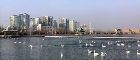 A body of water with swans, a bridge, and high-rise buildings in the background.