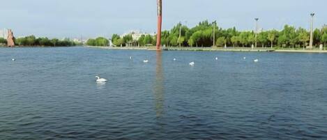 Un cuerpo de agua con cisnes y una estructura alta de color rojo al fondo.
