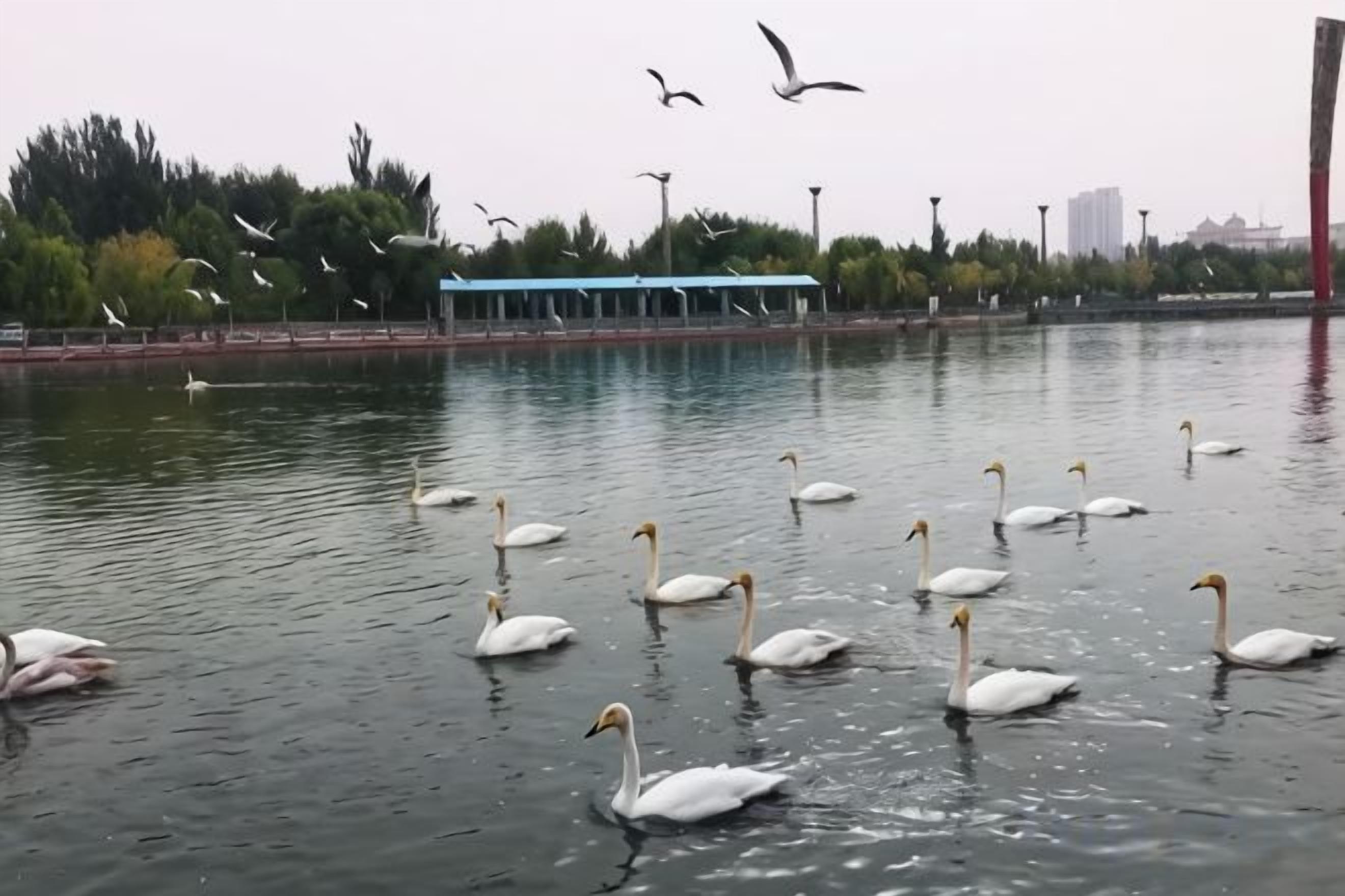 Un plan d’eau où l’on peut voir des cygnes et des mouettes, un bâtiment situé au loin et une rive bordée d’arbres.
