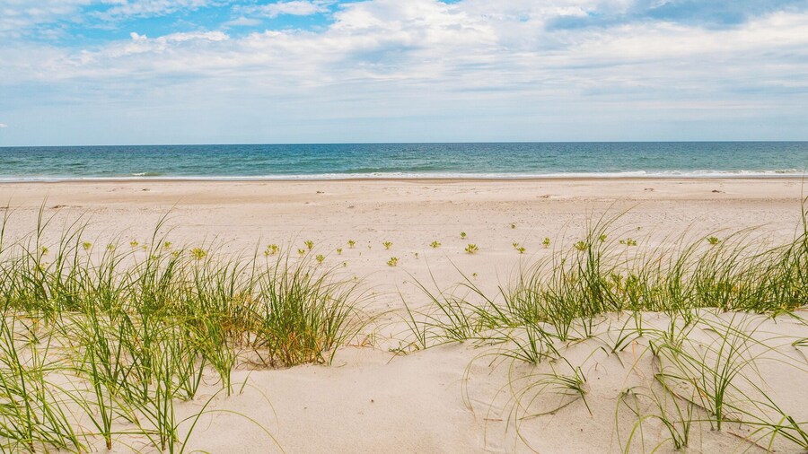 Loony Dunes