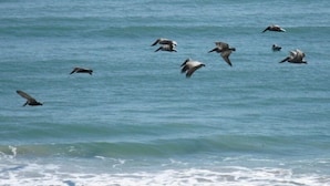 A group of birds flying over a body of water.