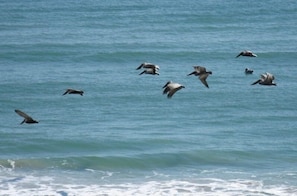 A group of birds flying over a body of water.