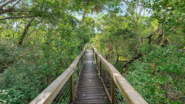 A wooden bridge surrounded by dense green foliage.