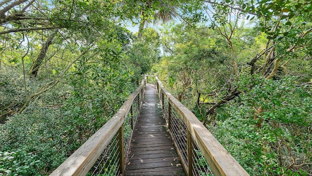 A wooden bridge surrounded by dense green foliage. - Oceanwalk 16-602 (New Smyrna Beach)