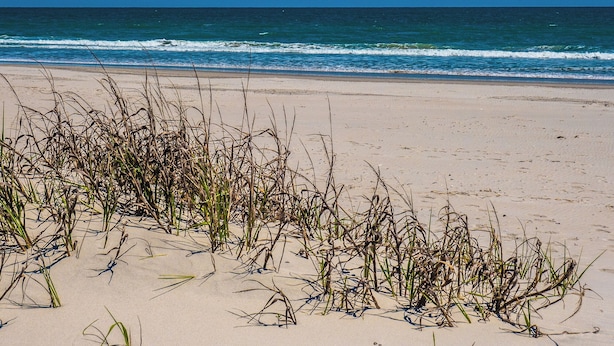 A beach with sand and seaweed. - Beach Around & Find Out by Topsail Realty (Holly Ridge)